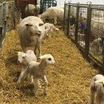 Lambs at the Borst family’s Nu-Dawn farms near Elm Creek, pictured here in late March.