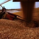 ‘When thinking about replacing the lost grain, we should be clear about when that grain was supposed to be harvested and what humanity intended to do with it.’