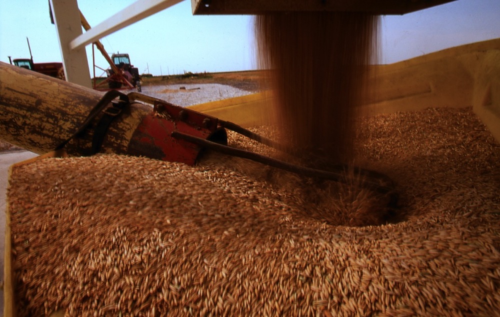 ‘When thinking about replacing the lost grain, we should be clear about when that grain was supposed to be harvested and what humanity intended to do with it.’