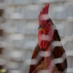 File photo of a rooster in a domestic Canadian flock. (D-Huss/iStock/Getty Images)
