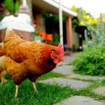 A proposed pilot project which would have allowed urban chickens to take roost in Winnipeg for a two-year trial has been postponed.