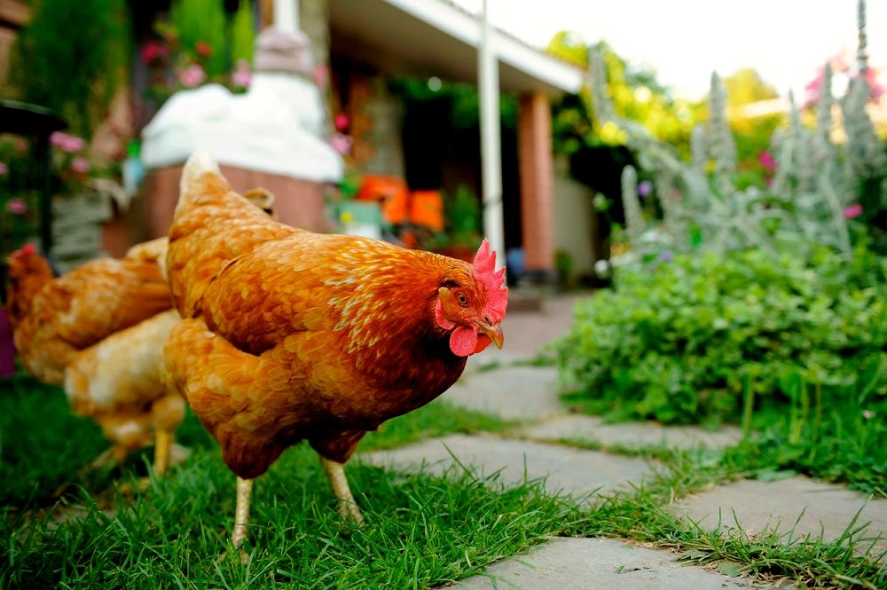A proposed pilot project which would have allowed urban chickens to take roost in Winnipeg for a two-year trial has been postponed.