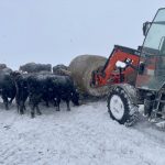 Hungry cattle wait in the snow in Matthew Atkinson’s farm in western Manitoba.
