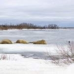 Water and ice from the remaining snowpack partly submerge bales along Highway 23 near Altamont May 2.