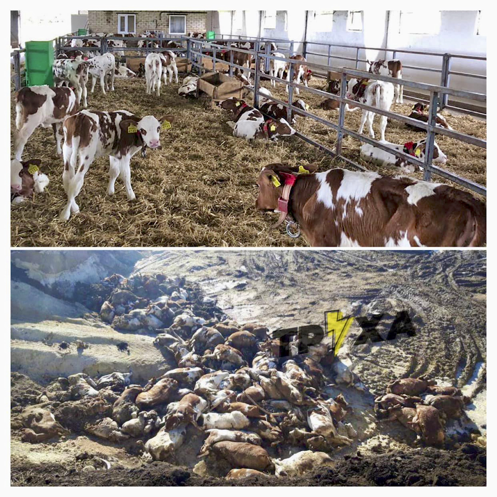 Dairy cattle said to have been slaughtered by Russian troops.