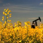 In 2020, several canola-centric groups petitioned the EPA to include canola oil on its approved list of possible biofuels.