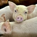 “Perfect storm” power outage results in 2,000 pig deaths