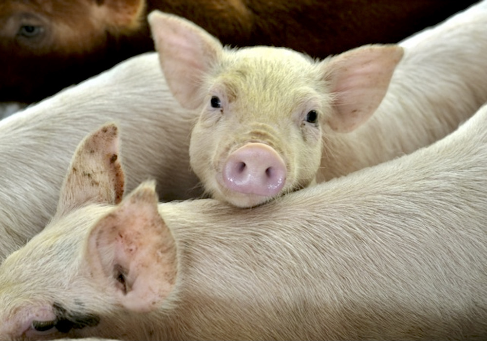 “Perfect storm” power outage results in 2,000 pig deaths