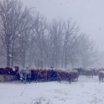 Cattle weather heavy snow near Belmont, Man., in mid- to late April.