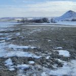 Cool spring temperatures and impacts of drought may cause a delay in turnout.