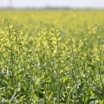 Statistics Canada recently pegged Canada’s 2022 canola plantings at 20.9 million acres, down seven per cent from last year.