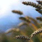 The pace of Russia’s wheat exports is expected to slow in coming weeks.