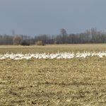Using my car as a blind allowed me to capture this photo of a flock of swans.