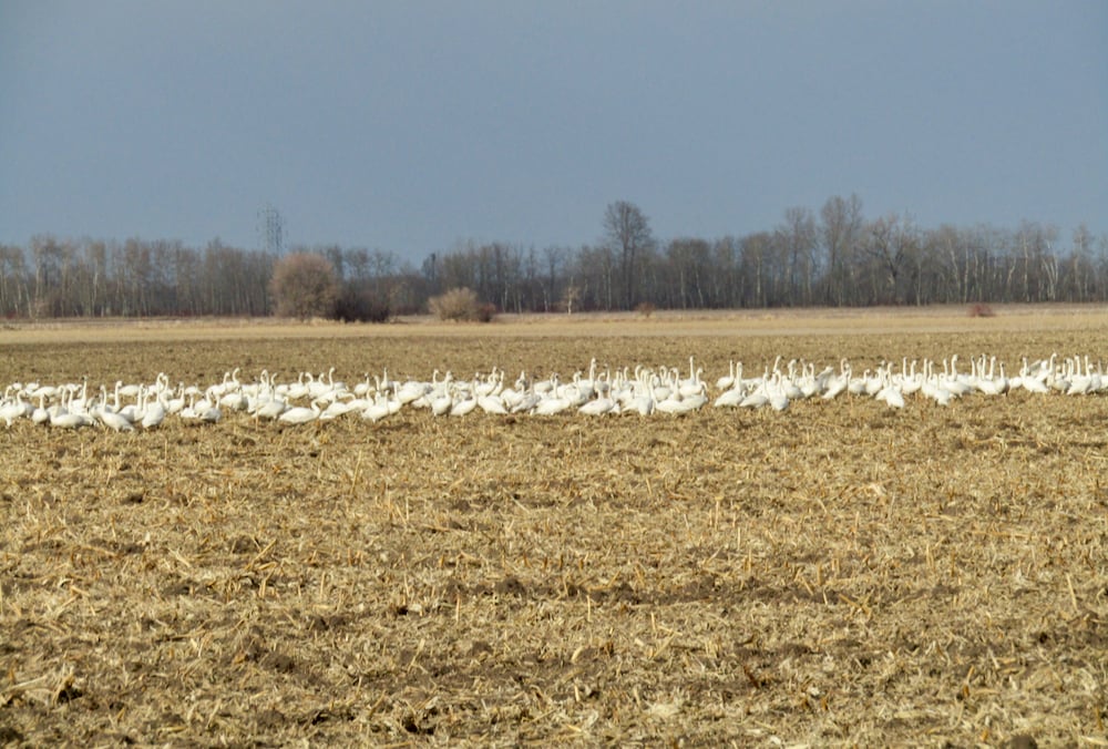 Using my car as a blind allowed me to capture this photo of a flock of swans.