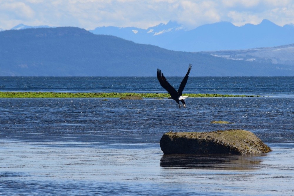 A low-flying bald eagle off the shore of Vancouver Island’s Comox Valley. (SkyF/iStock/Getty Images)
