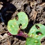 Flea beetles in canola seedlings. (Canola Council of Canada video screengrab via YouTube)