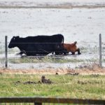 cow and calf walking in a flooded pasture