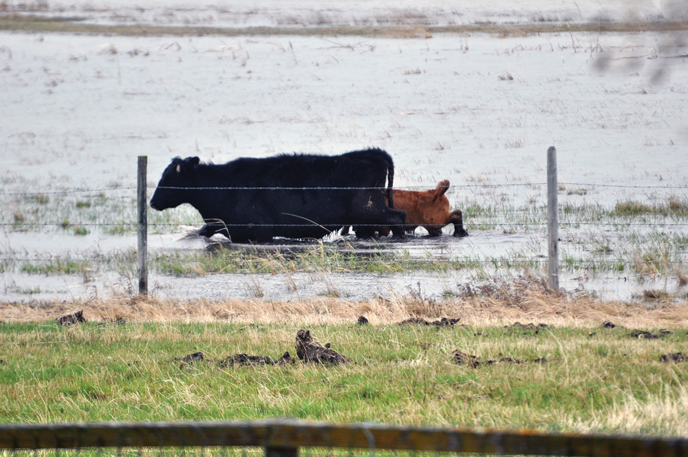cow and calf walking in a flooded pasture