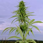 A hemp plant in Alberta. (Jennifer Blair photo)