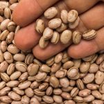 Pinto beans. (Vergani_Fotografia/iStock/Getty Images)
