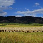 File photo of a flock of sheep in eastern Idaho. (Samson1976/iStock/Getty Images)
