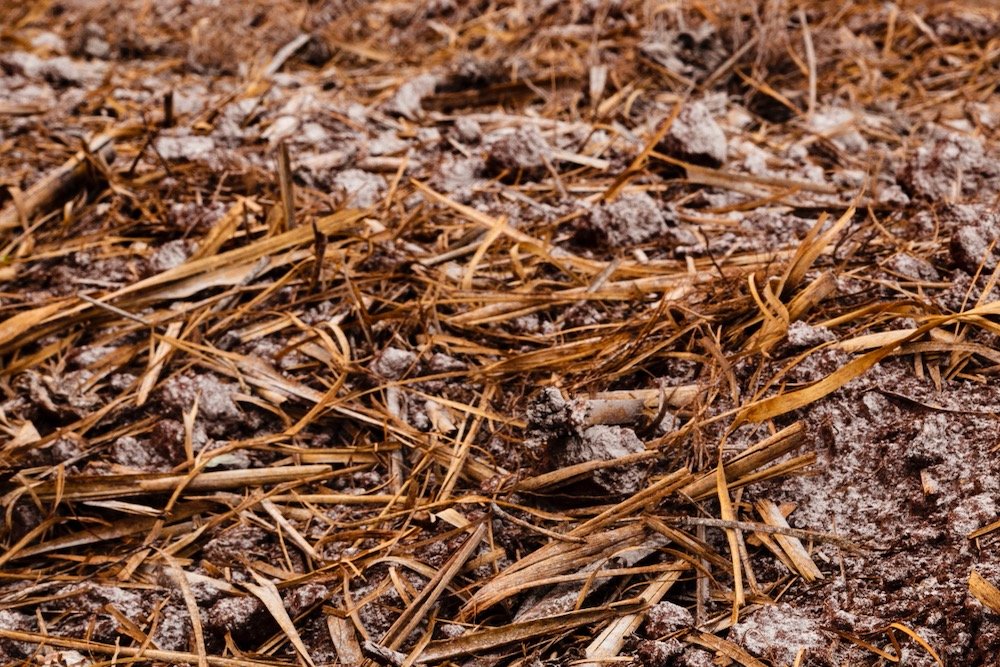 (Aika Pixels/iStock/Getty Images)
