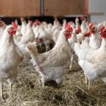 Farm animals like chickens are among the best-cared-for creatures, says animal welfare consultant.