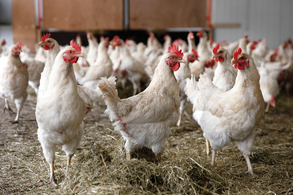Farm animals like chickens are among the best-cared-for creatures, says animal welfare consultant.