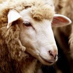 Sheep producers usually don’t ask if a flock is free of maedi visna when buying.