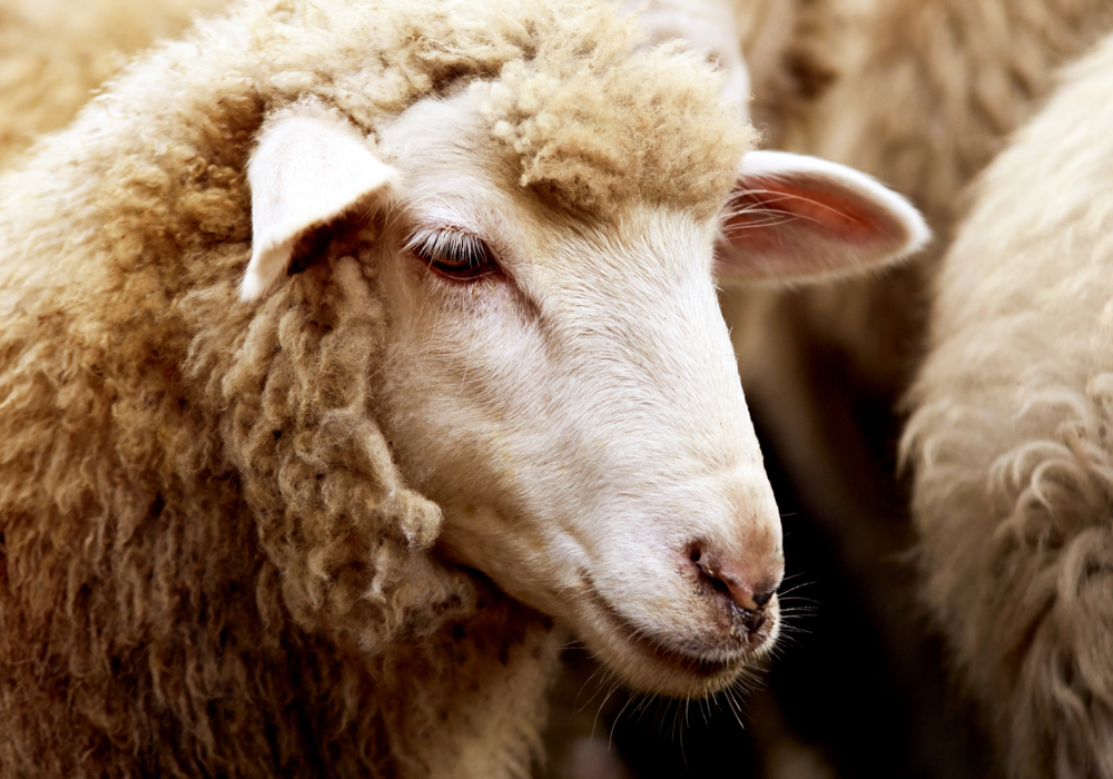 Sheep producers usually don’t ask if a flock is free of maedi visna when buying.