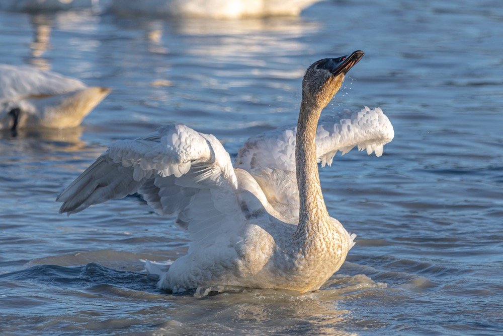 File photo of a trumpeter swan in springtime on Marsh Lake, southeast of Whitehorse. (Scalia Media/iStock/Getty Images)
