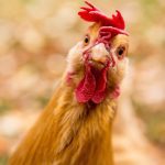 chicken looking at camera
