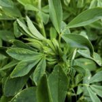 Alfalfa heads into early bud stage, overnight frost touches some fields