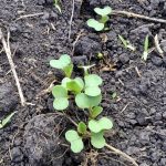 Agronomists urge growers to do their due diligence before re-seeding and to pay close attention to plant stand counts.
