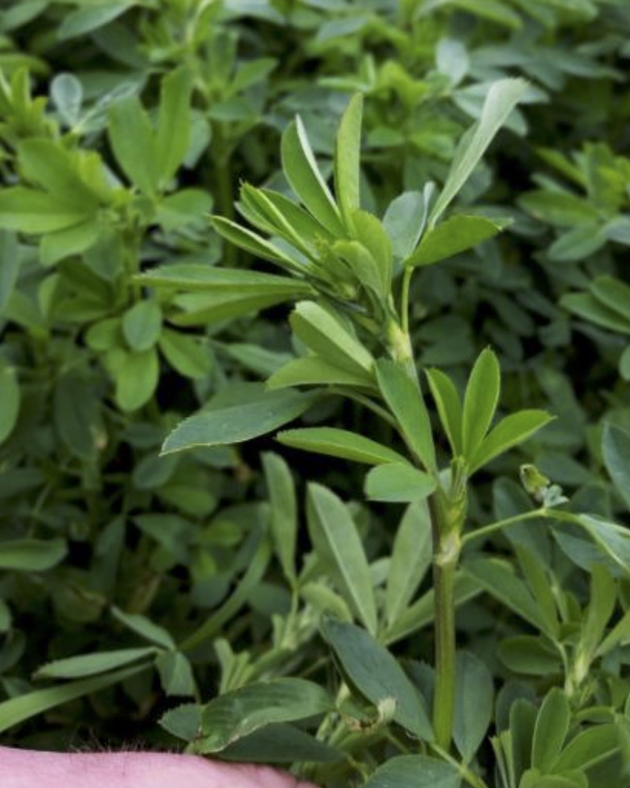 Alfalfa buds develop, increase in growth with recent heat