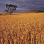 a wheat field in Australia