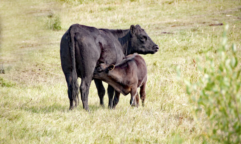 Angus cow and calf