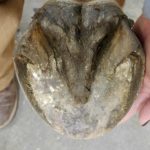 When healthy, the mass of the frog dominates the back half of the hoof. Its prominence and presence is substantial.