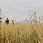 A stand of kernza, a perennial distant relative of wheat.