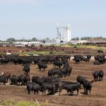 File photo of cattle in a Kansas feedlot. (BeyondImages/E+/Getty Images)
