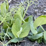 Field peas show signs of notching after being fed on by adult pea leaf weevils.