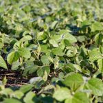 Crop school open for summer