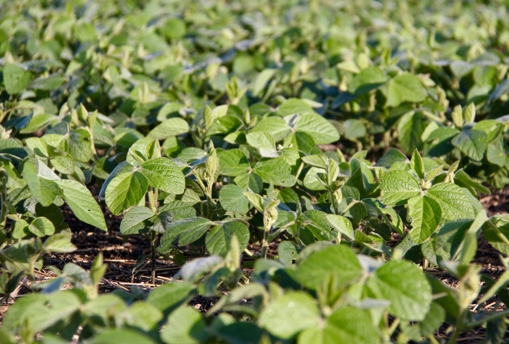 Crop school open for summer