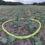 The Hula Hoop method provides a per-square-foot plant count.