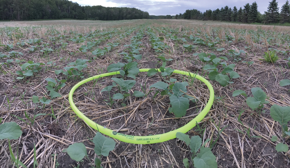The Hula Hoop method provides a per-square-foot plant count.