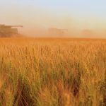 Wheat fields being harvested
