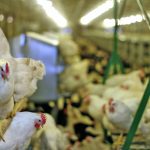The spread of bird flu around the world has raised alarm among governments and the poultry industry.