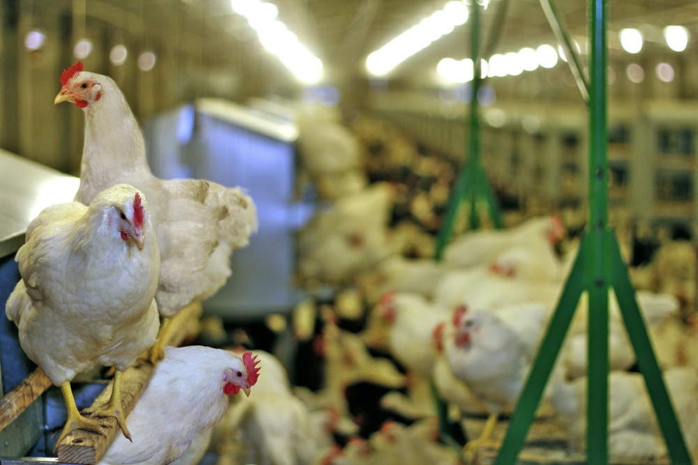 The spread of bird flu around the world has raised alarm among governments and the poultry industry.