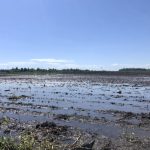 A field near the Abas family farm had been seeded to oats hours before it flooded.