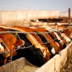 Price movement for both feed barley and feed wheat in Western Canada have been mixed.  Photo: Canada Beef Inc.
